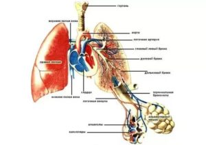 Строение лёгких человека картинки