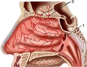 Чем укрепить сосуды в носу