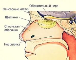 Нос дышит но не чувствует запахов