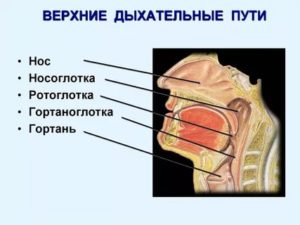 Что относится к верхним дыхательным путям