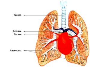 Проверить лёгкие и бронхи