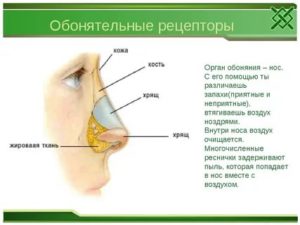 Обонятельные рецепторы в организме человека расположены в