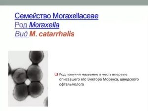 Branhamella catarrhalis в носу у ребенка