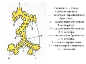 Схема строения ацинуса