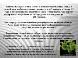 Туберкулезная палочка сохраняет жизнеспособность в течении