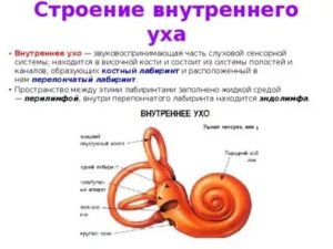 Строение внутреннего уха человека