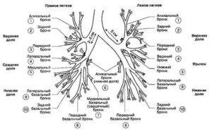 Строение бронхиального дерева схема