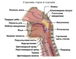 Из чего состоит носоглотка