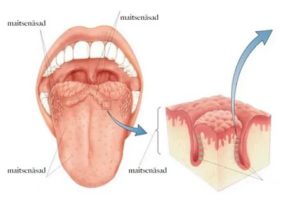 Шишки на корне языка причины