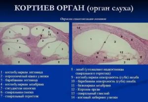 Орган слуха гистология