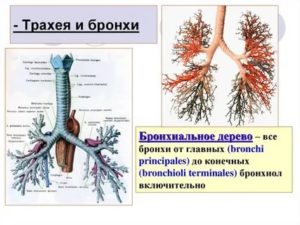 Строение трахеи и бронхов