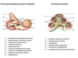 Костный лабиринт внутреннего уха