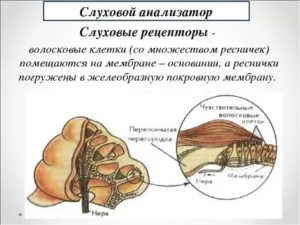 Рецепторы слухового анализатора это