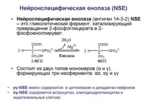 Нейронспецифическая енолаза повышена причины