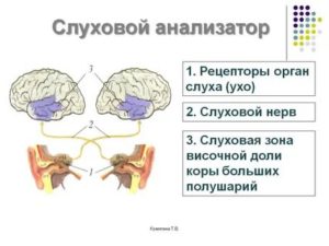 Рецепторы слухового анализатора это