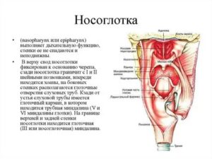 Из чего состоит носоглотка