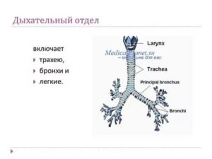 Как проверить трахею и бронхи