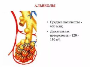 Функции альвеол