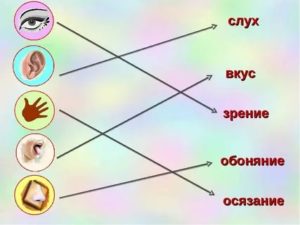 Зрение слух обоняние осязание вкус одним словом