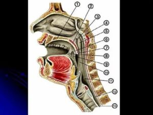 Строение носоглотки человека в разрезе
