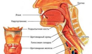 Узкое горло у человека