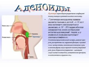 Аденоиды функция в организме