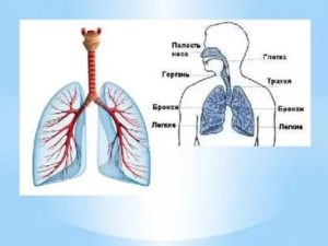 Бронхи и легкие это одно и тоже