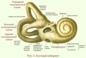 Костный лабиринт внутреннего уха