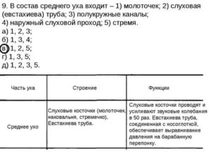 В состав внутреннего уха входят