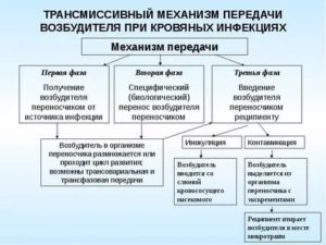 Трансмиссивный путь заражения это