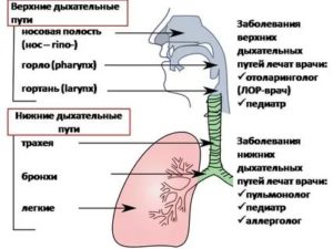 Заболевание верхних дыхательных путей симптомы