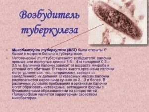 Туберкулезная палочка сохраняет жизнеспособность в течении