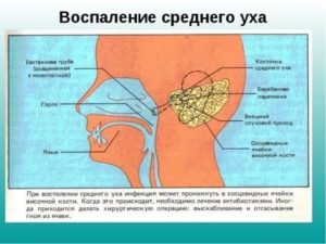 Структура горла человека фото