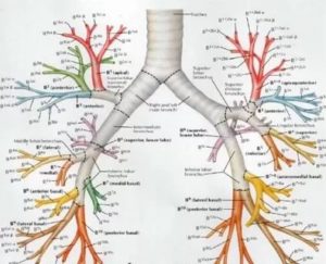 Строение бронхиального дерева схема