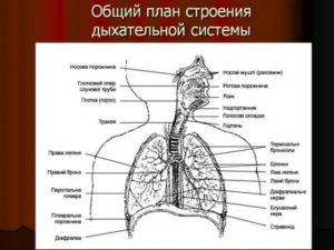 Строение дыхательной системы человека схема