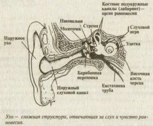 Строение уха горла носа человека схема