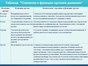 Таблица по биологии дыхание. Таблица по биологии 8 класс орган строение функции. Таблица по биологии 8 класс орган особенности строения функции. Таблица по биологии органы дыхания строение функции. Таблица органов строения и функций органов дыхания человека.