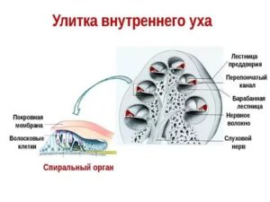 Строение улитки внутреннего уха