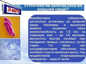 Туберкулезная палочка сохраняет жизнеспособность в течении