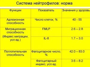 Сегментоядерные нейтрофилы норма у женщин в крови
