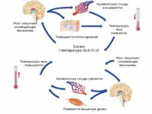 Температура то поднимается то падает у взрослого