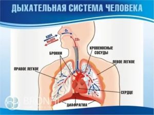 Где расположены бронхи у человека фото