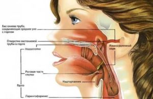 Строение уха горла носа человека схема
