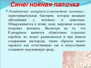 Синегнойная палочка по латыни