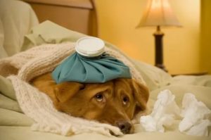 Собачий грипп симптомы лечение