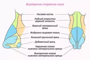 Строение носа внутри