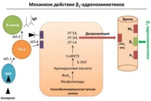 Беродуал механизм действия