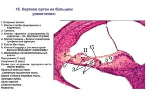 Орган слуха гистология