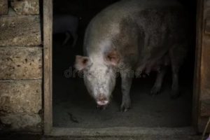 Почему у свиньи пена изо рта