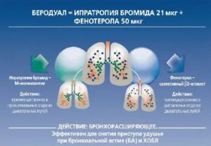 Беродуал механизм действия